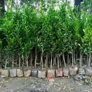 ৩ টি দার্জিলিং কমলা / বাংলা কমলা চারা