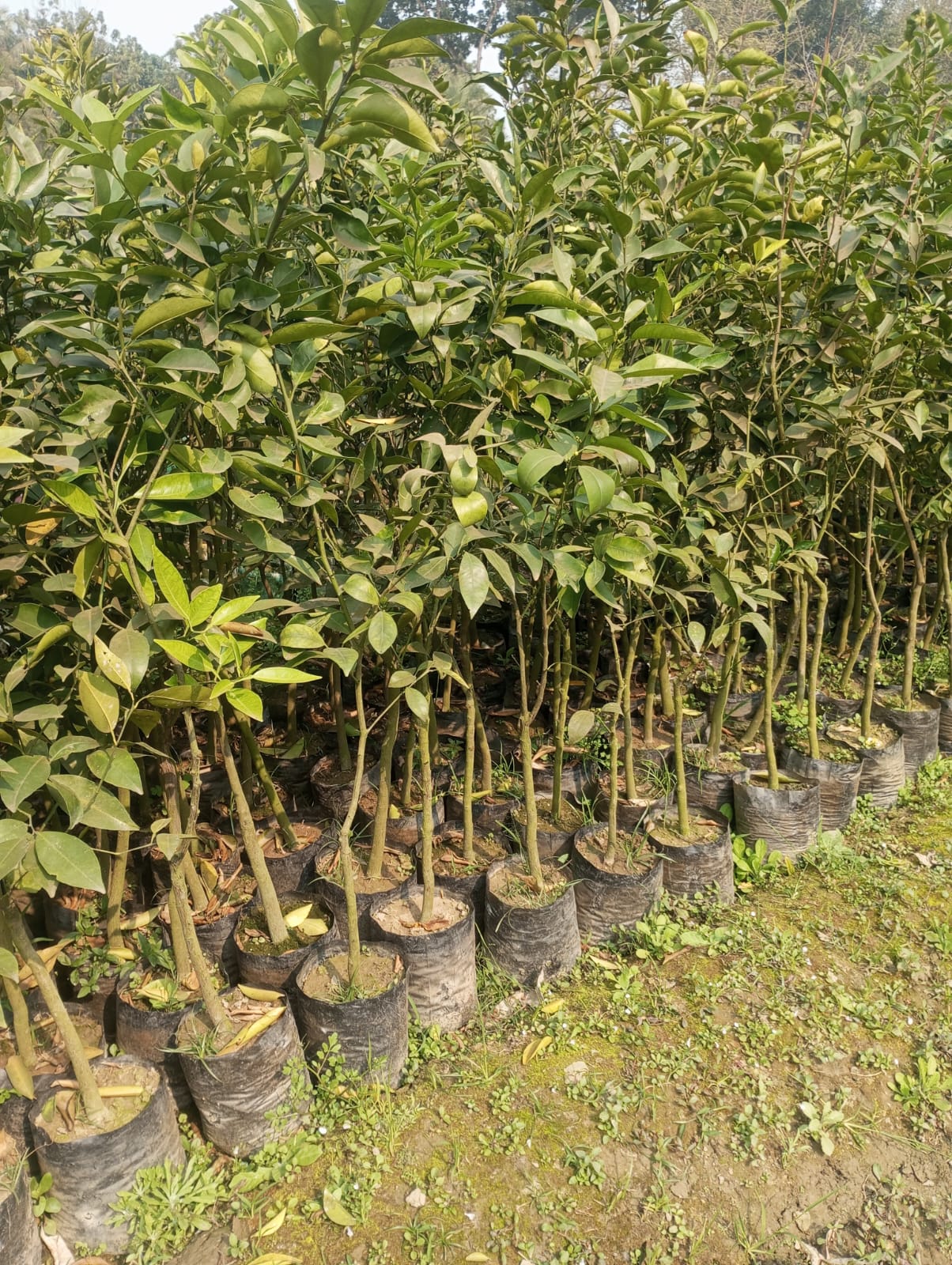 WhatsApp Image 2026-01-31 at 11.22.00 AM